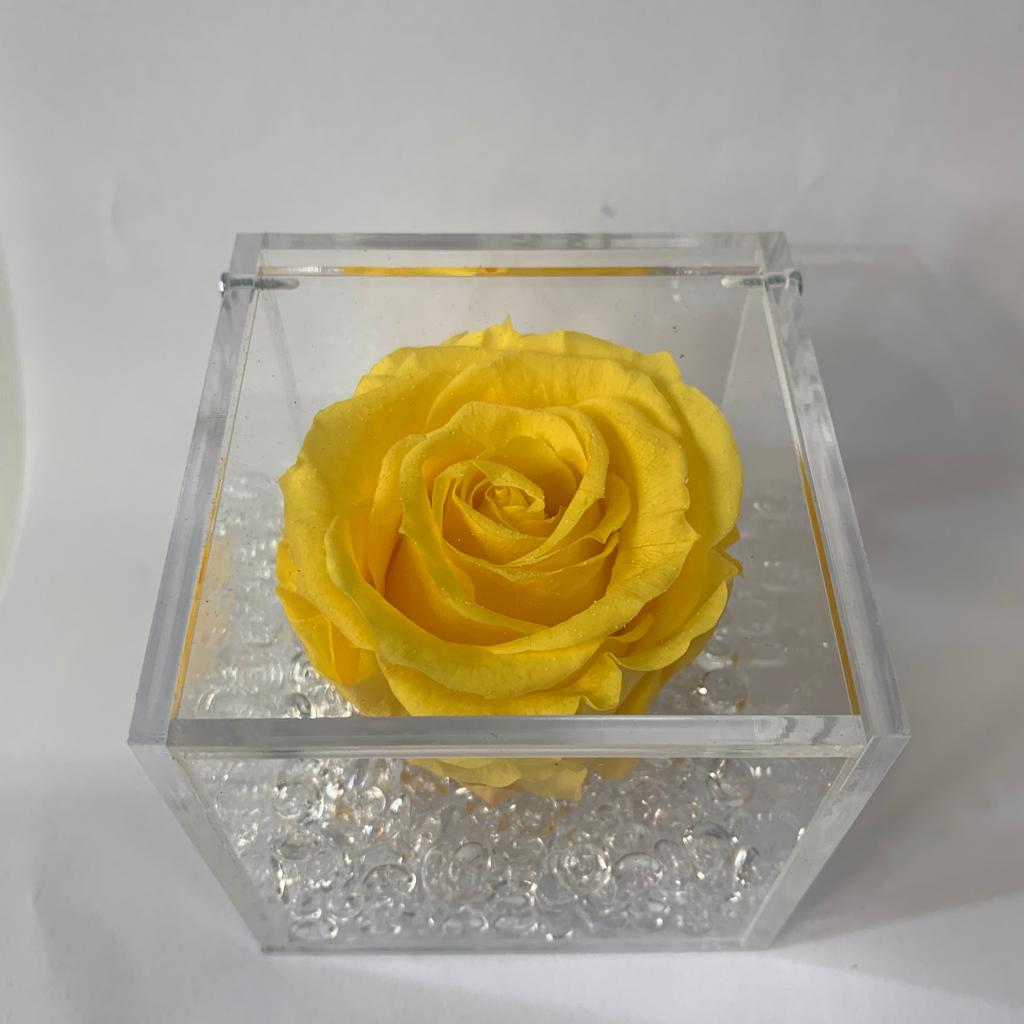 Rosa eterna giallo fatto in Spagna. Cupolino con rosa eterna stabilizzata gialla 