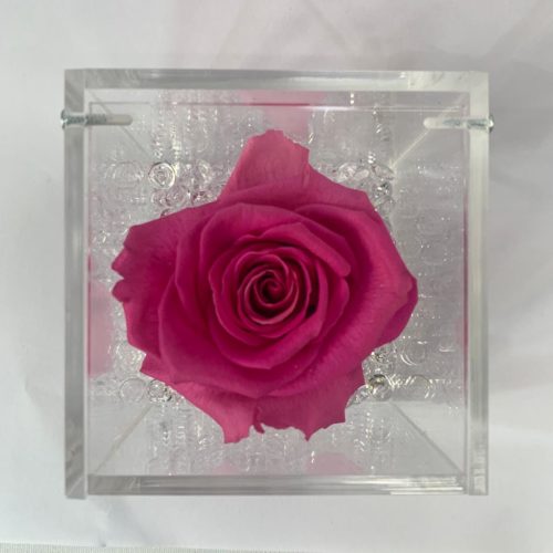 rosa stabilizzata fucsia napoli
