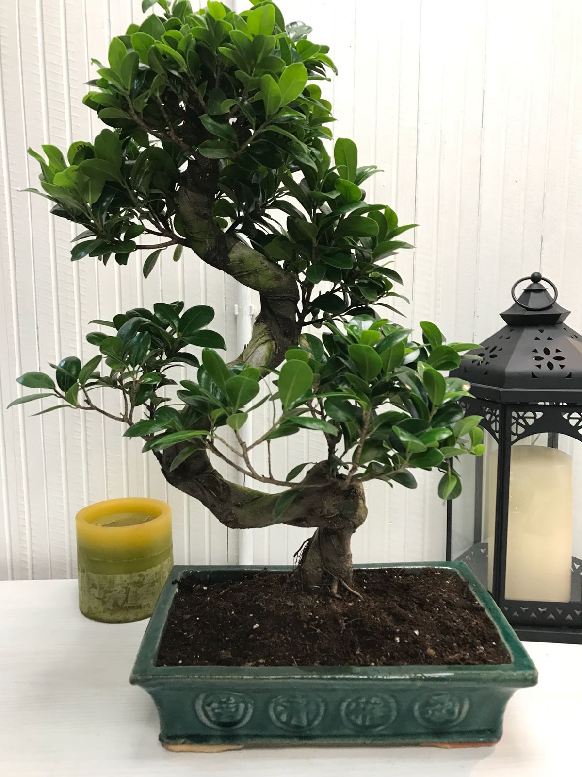 Bonsai - Ficus Ginseng