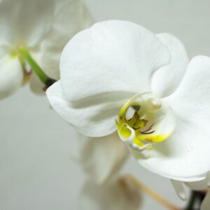 Pianta di orchidea phelanopsis bianca con caspo incluso