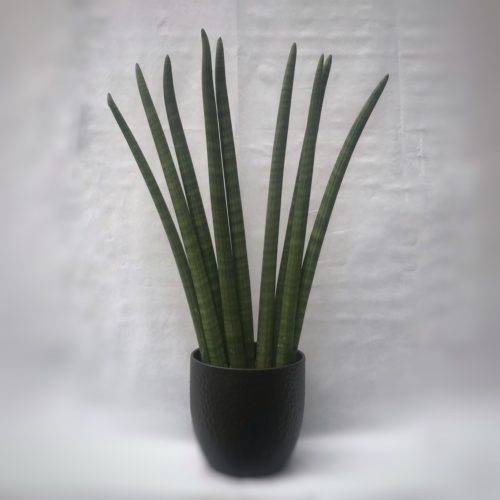 sansevieria cylindrica pianta verde resistente da interno napoli cammarota consegna a domicilio