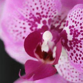Pianta di orchidea phelanopsis rosa con caspo incluso