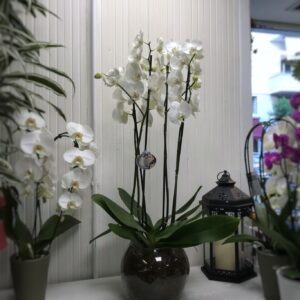 Orchidea phelanopsis con 4 rami fioriti in boule di vetro