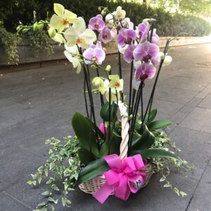 Quattro orchidee phalaenopsis a due rami in cesta