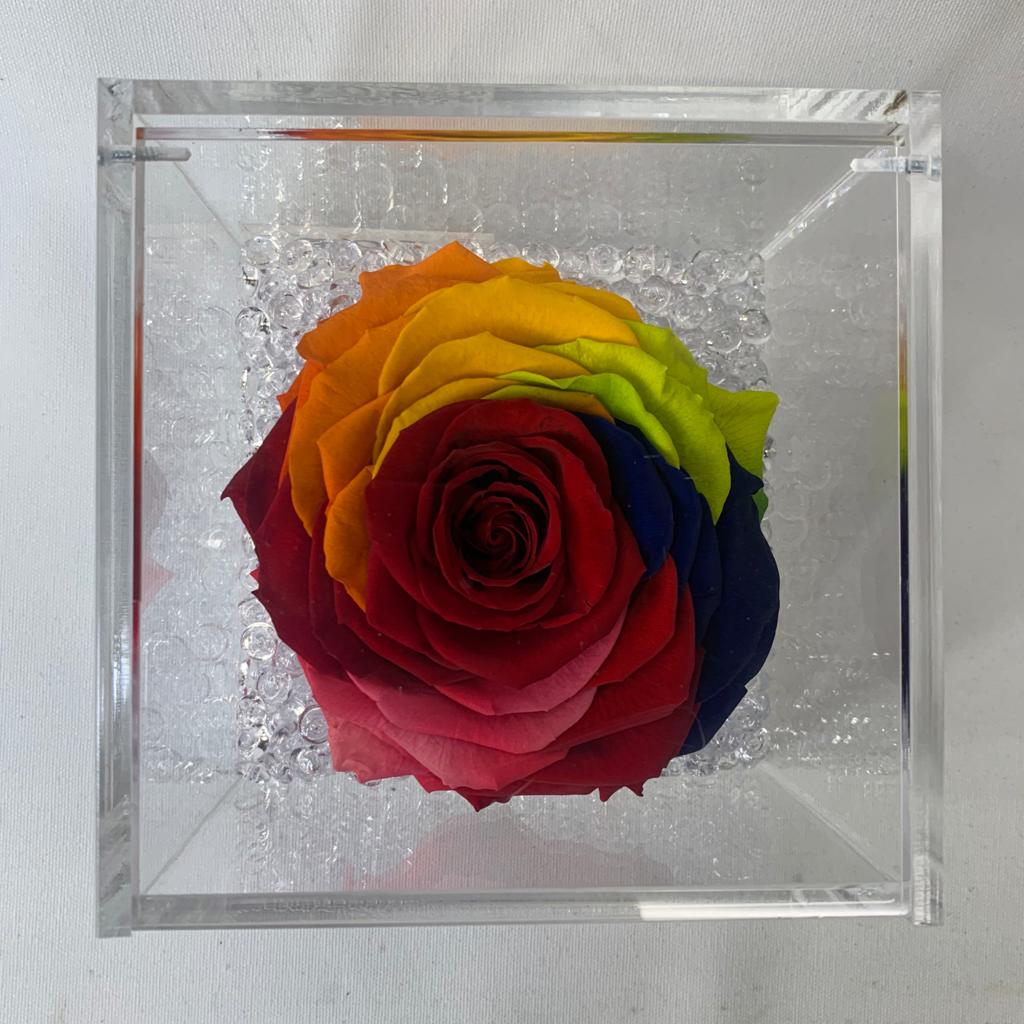 Rosa stabilizzata multicolore XL