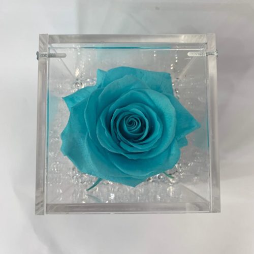 rosa stabilizzata turchese napoli