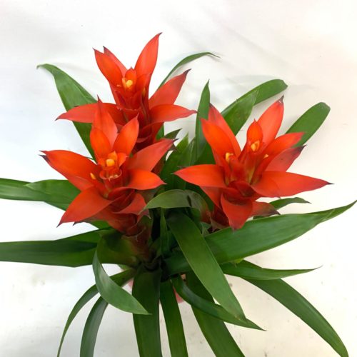 guzmania napoli